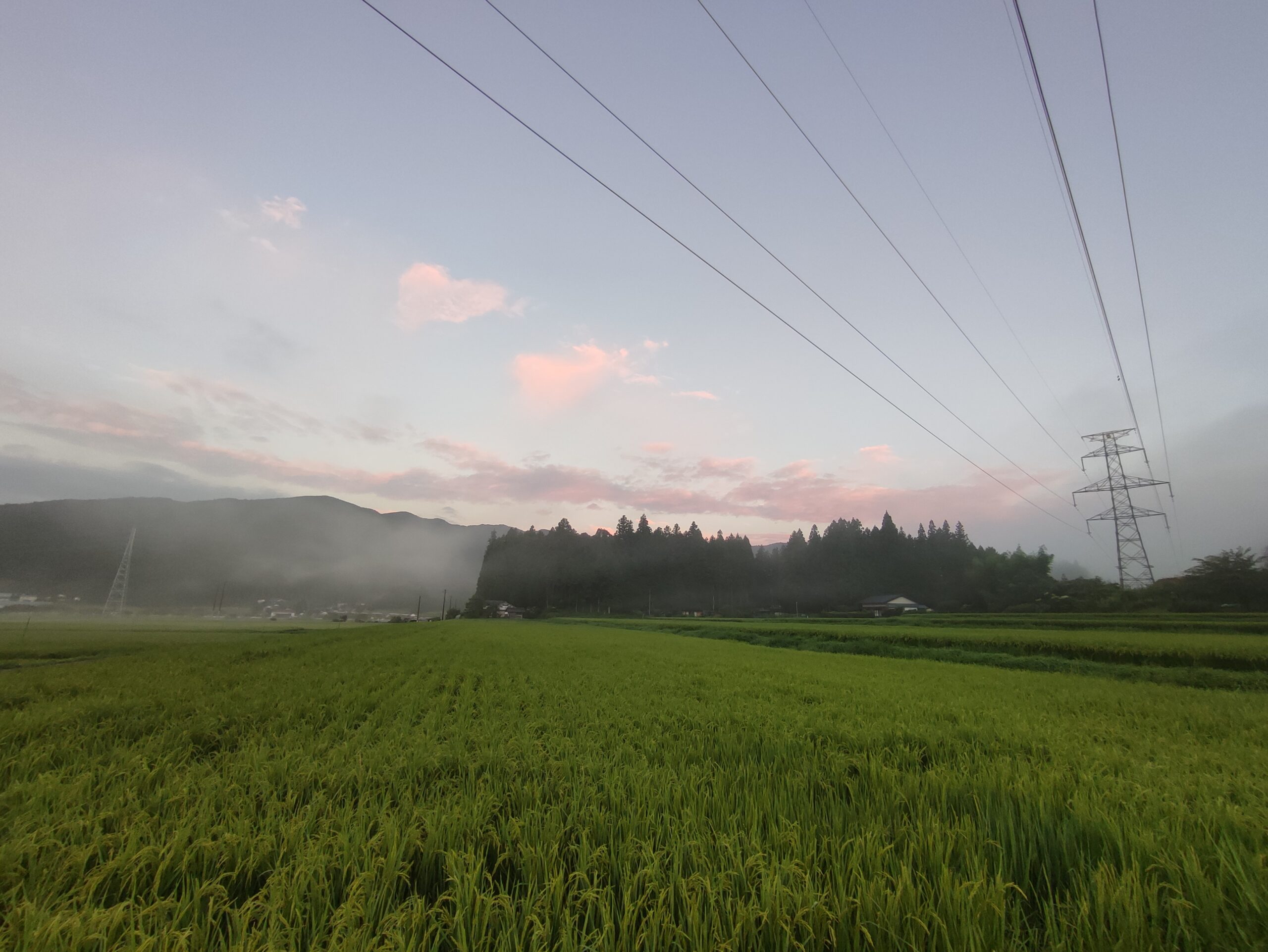 朝霧の散歩